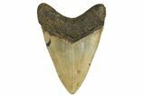 Fossil Megalodon Tooth - Huge NC Meg #298818-2